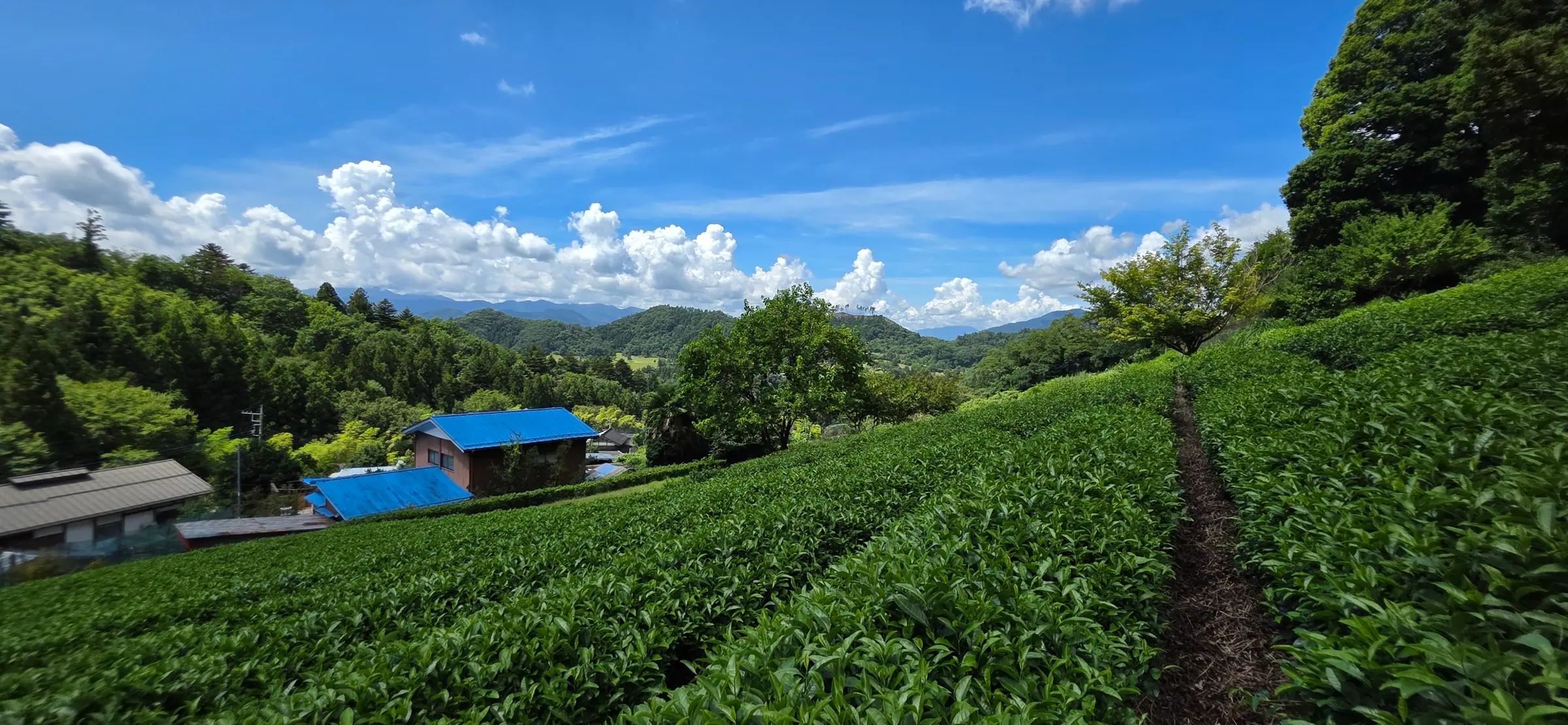 Des théiers sur un versant, au-dessus de quelques maisons, avec des collines boisées derrière et un ciel bleu au-dessus