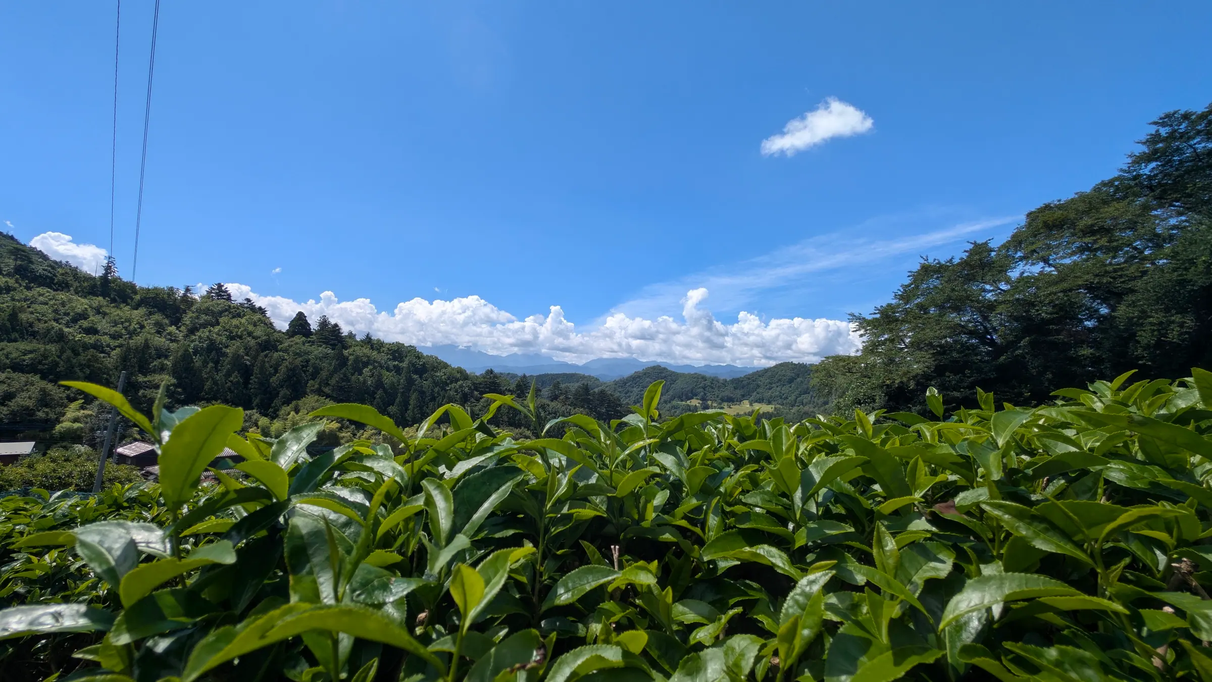 Des feuilles de thé au premier plan, avec des collines boisées et une ligne de crête sous un ciel bleu