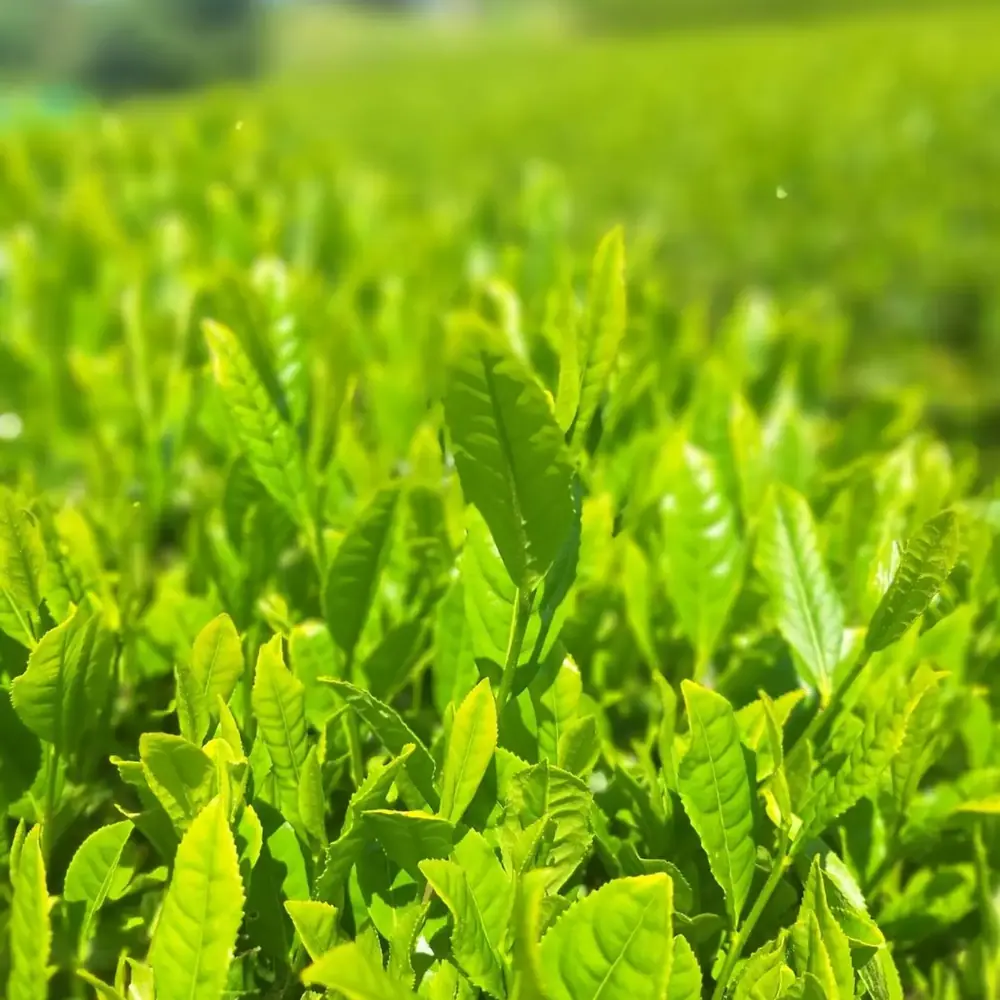 Gros plan sur des feuilles de thé fraîches en pleine lumière
